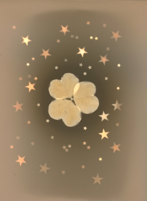 Thank Your Lucky Stars & Clover by Natasha Sanchez | This original Lumen Print was created using black and white photo paper, a clover, metallic stars an Thank Your Lucky Stars & Clover